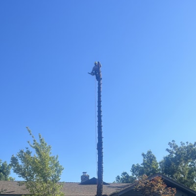 TREE REMOVAL