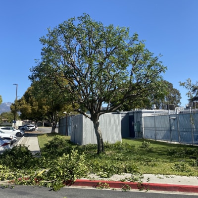 TREE CUTTING